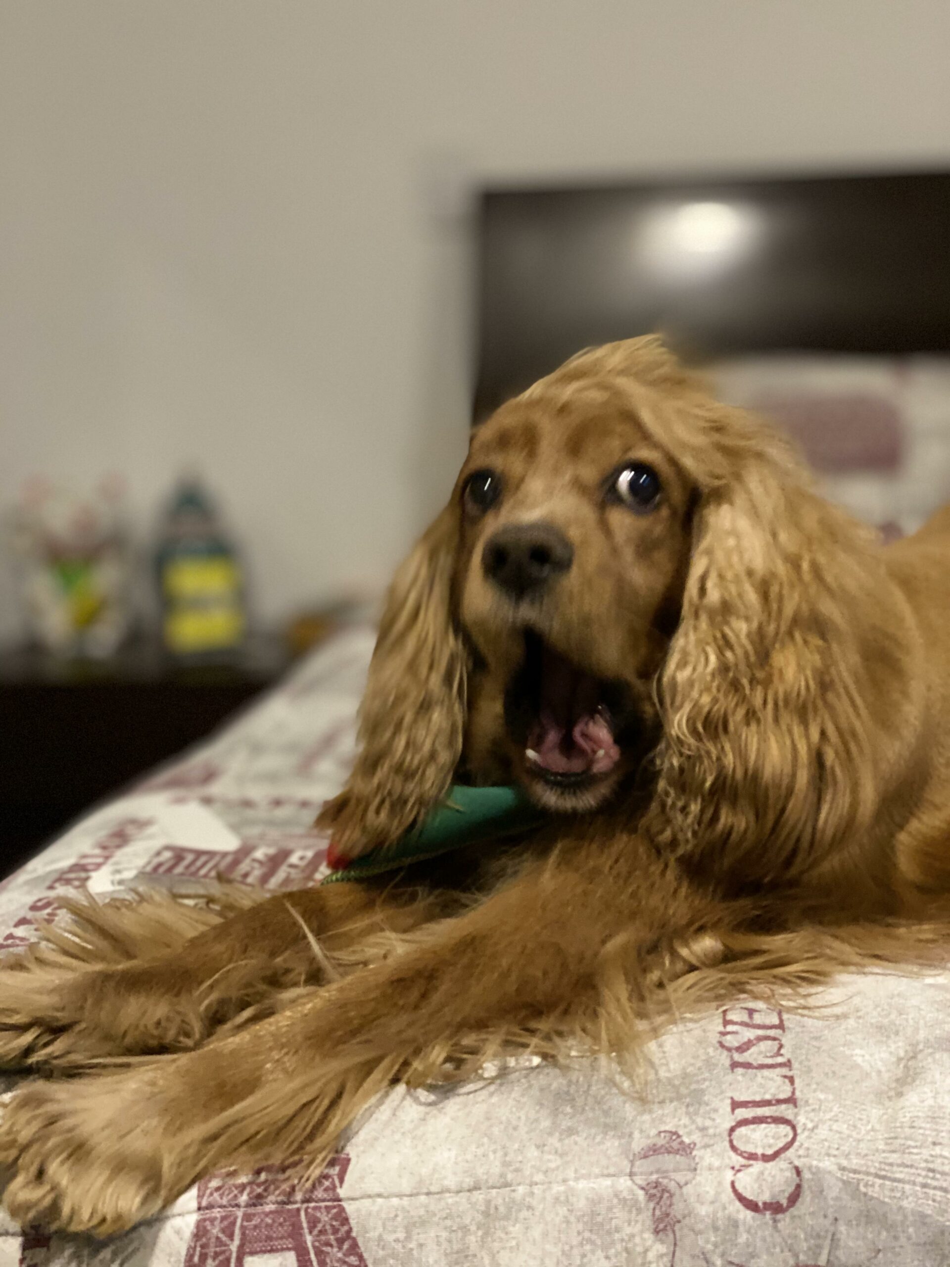 Rêver De Chien Signification Spirituelle