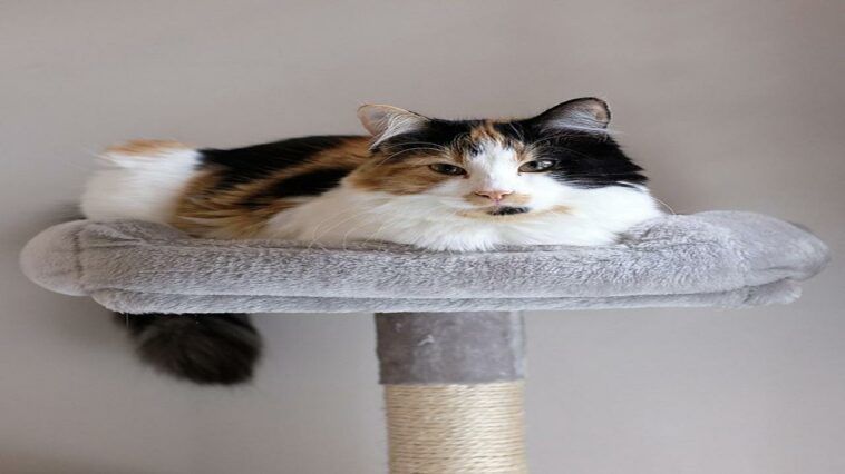 Calico chat signification spirituelle