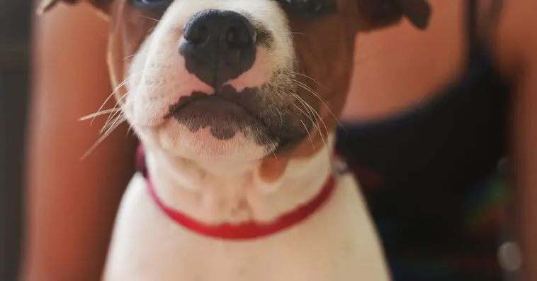 Chien Signification Spirituel