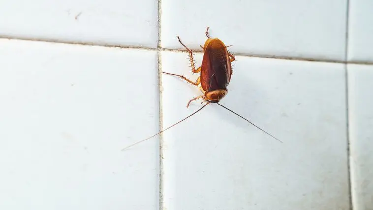 Cockroach dans la maison Signification spirituelle