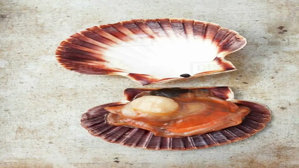 Coquille Saint Jacques Signification Spirituelle