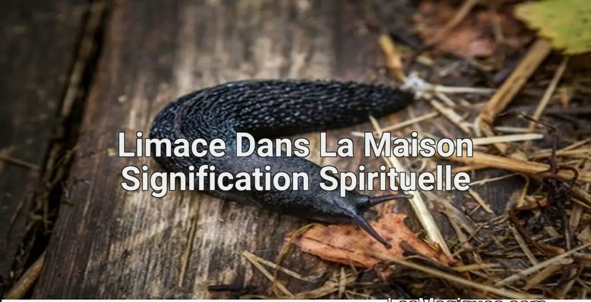Limace Dans La Maison Signification Spirituelle Limace Dans La Maison [ Signification Spirituelle et Symbolisme ]