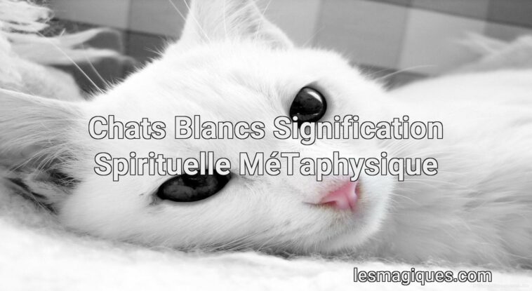 chats blancs signification spirituelle métaphysique