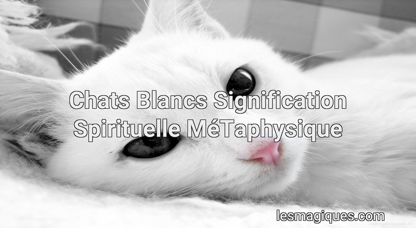 Chats Blancs Signification Spirituelle Metaphysique Chats Blancs Signification Spirituelle Metaphysique