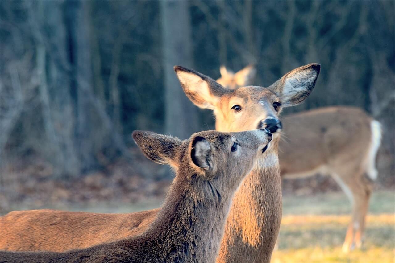 Biche : Signification Spirituelle & Symbolisme