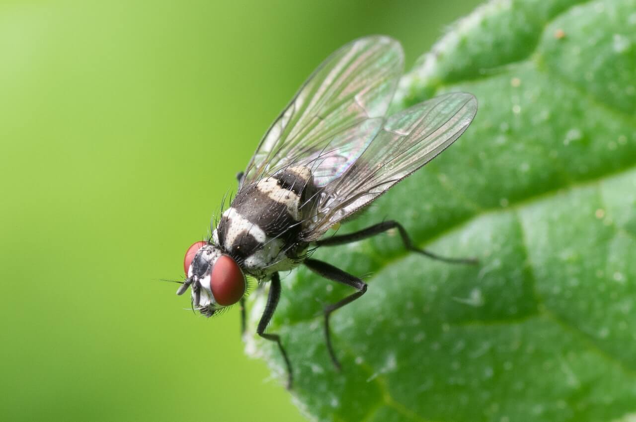 Invasion De Mouches Signification Spirituelle & Présage