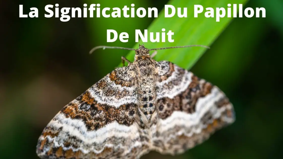 Grand Paon De Nuit Signification Spirituelle Papillon De Nuit : Signification Spirituelle & Symbolisme