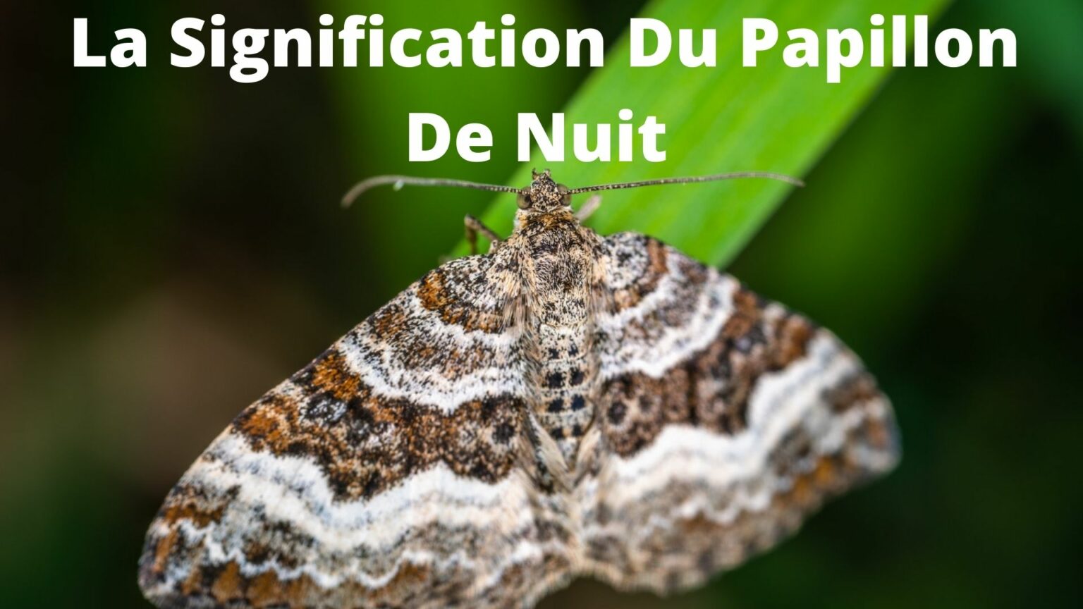 Papillon De Nuit : Signification Spirituelle & Symbolisme