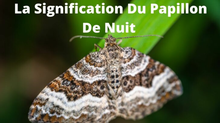 Papillon De Nuit : Signification Spirituelle & Symbolisme