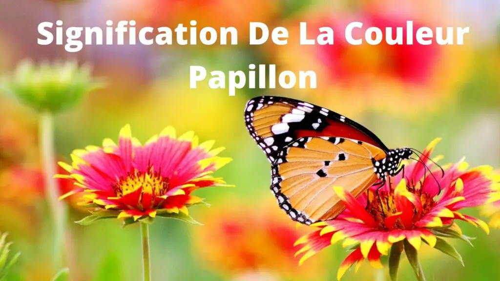 Signification Des Différentes Couleur de Papillon