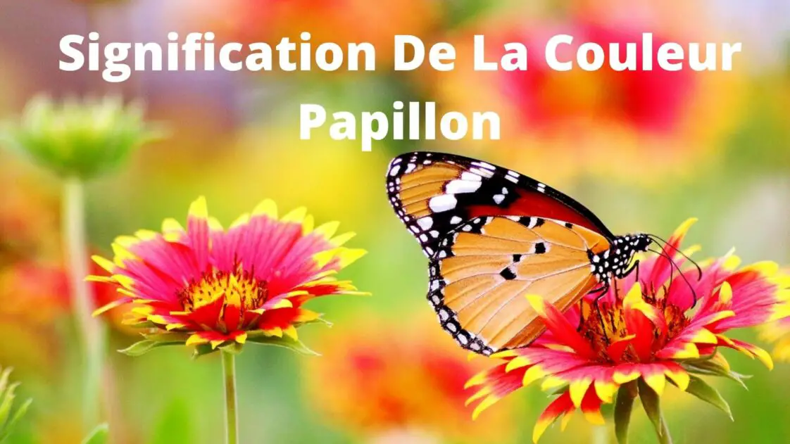 Signification Des Différentes Couleur de Papillon