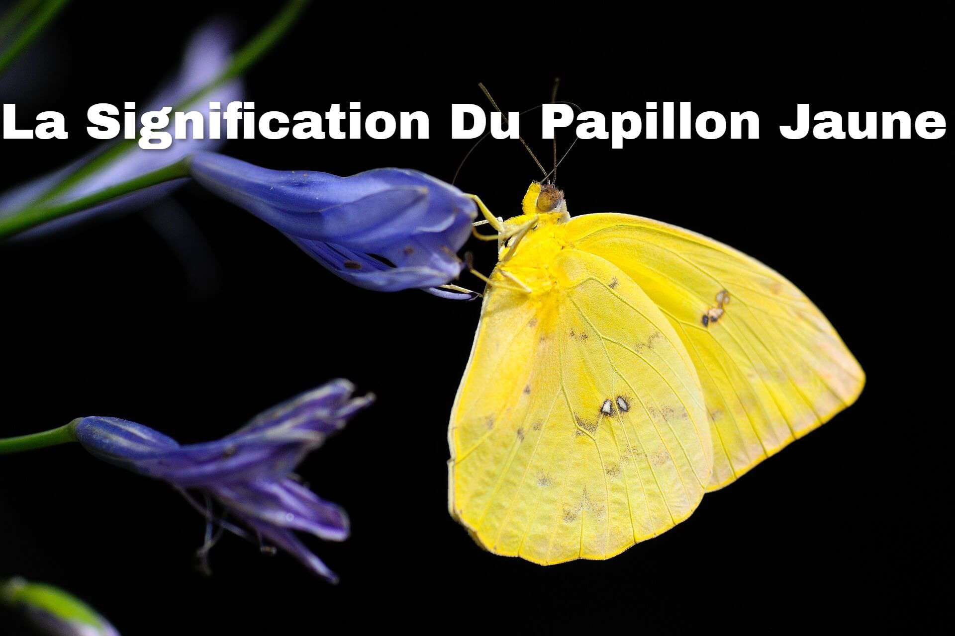 La Signification Du Papillon Jaune