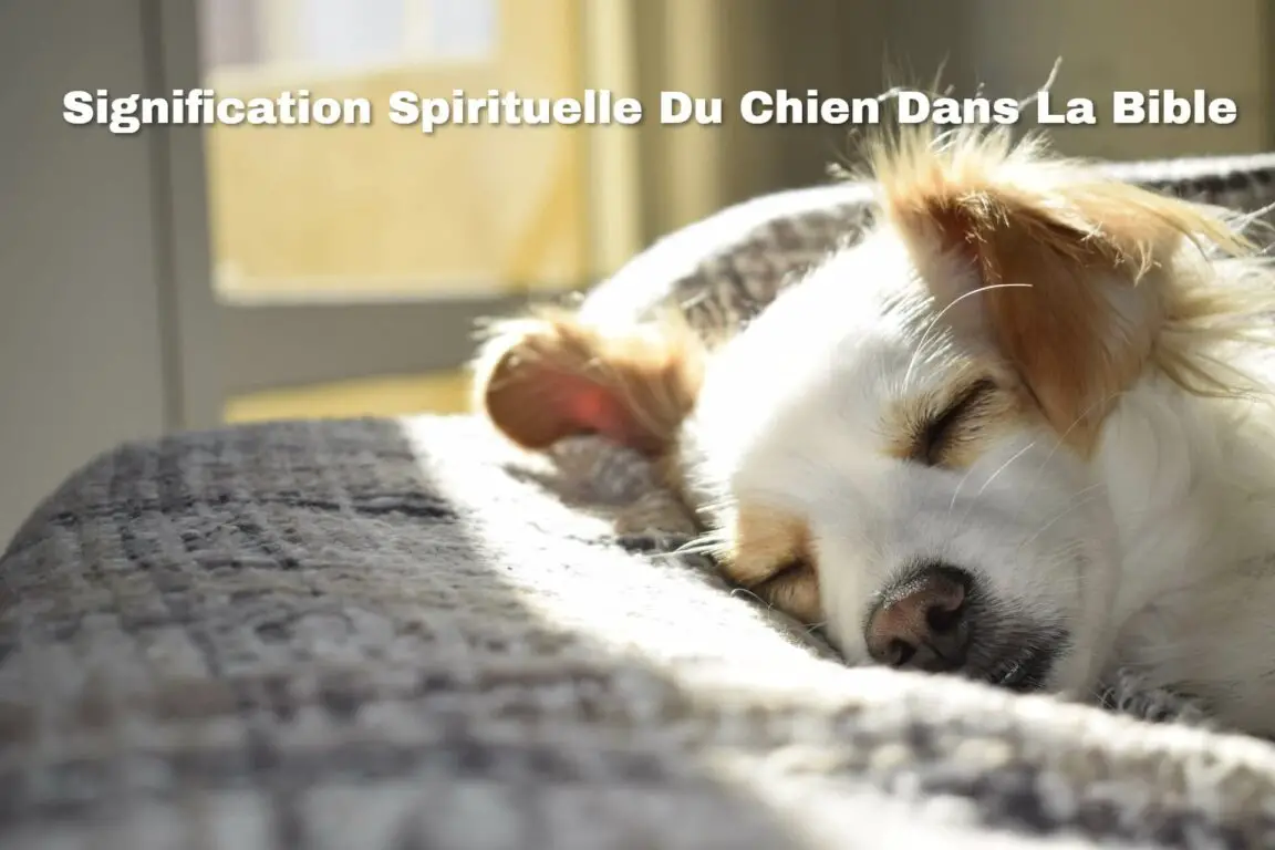 Signification Spirituelle Du Chien Dans La Bible + Interprétation