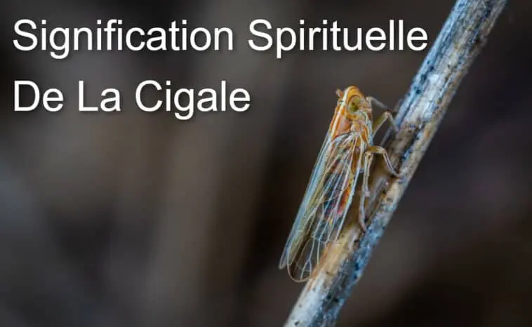 Signification Spirituelle Cigale