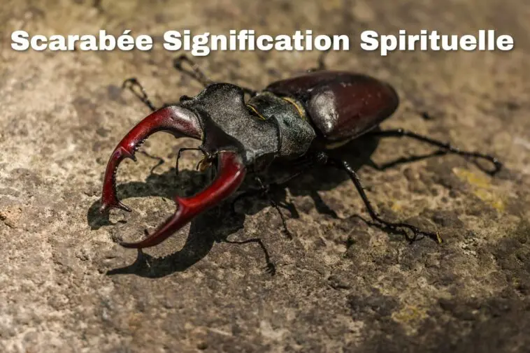 scarabée signification spirituelle