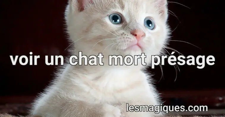 voir un chat mort présage