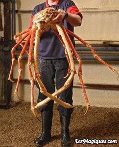 Homme tenant un crabe japonais