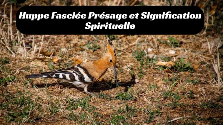 Huppe Fasciée présage